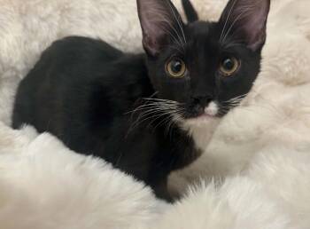 Alt -  Domestic Short Hair Cat for Adoption in Tucson, Arizona - Alt | PetCurious