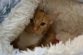 Hei Hei -  Tabby Cat for Adoption in New Milford, Connecticut - Hei Hei | PetCurious