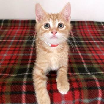Ferrari -  Domestic Short Hair Cat for Adoption in Green Bay, Wisconsin - Ferrari | PetCurious