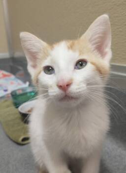 Two Step -  Domestic Short Hair Cat for Adoption in Tomah, Wisconsin - Two Step | PetCurious
