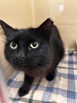 Domestic Medium Hair Cats Available for Adoption in Gautier, Mississippi - Boy | PetCurious