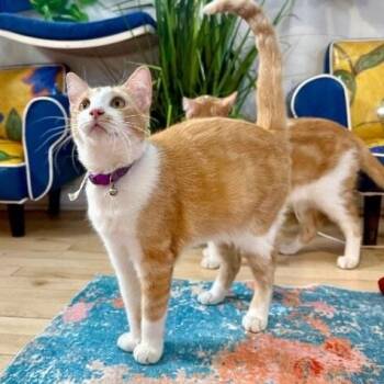 Domestic Short Hair and Tabby Cats Available for Adoption - Pickle Pop | PetCurious