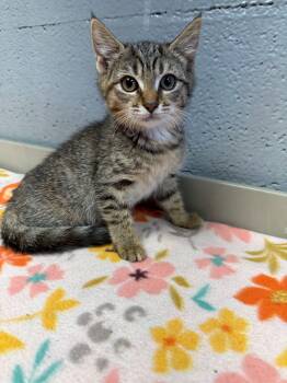 Olive -  Domestic Medium Hair Cat for Adoption in Edinburg, Virginia - Olive | PetCurious