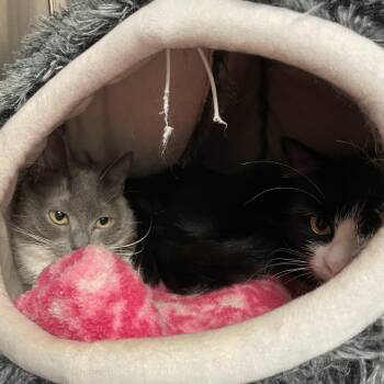 American Shorthair Cats Available for Adoption in North Kingstown, Rhode Island - Cynthia And Delilah (bonded Girls) | PetCurious