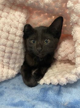 Rescue Domestic Short Hair Cats for Adoption in Pompano Beach, Florida - Nikki | PetCurious