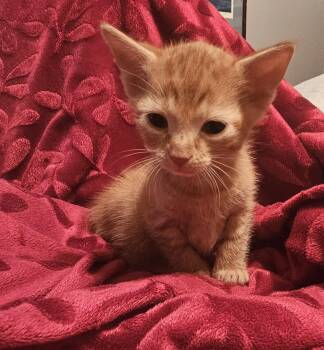 Trevi 4.27.26 (PS) -  Domestic Short Hair Cat for Adoption in Apopka, Florida - Trevi 4.27.26 (PS) | PetCurious