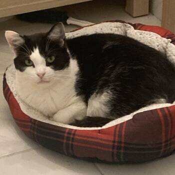 Mouse -  Domestic Short Hair Cat for Adoption in Gibsonia, Pennsylvania - Mouse | PetCurious