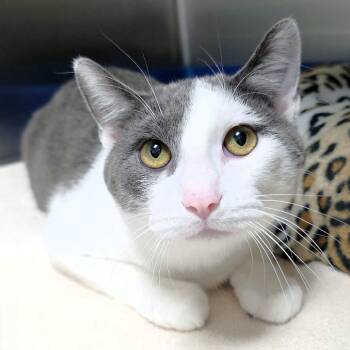 Domestic Short Hair Cats Available for Adoption in Michigan City, Indiana - Emilio | PetCurious