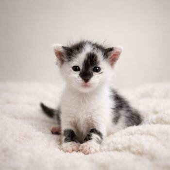 Domestic Short Hair Cats Available for Adoption in Miami, Florida - Dill | PetCurious