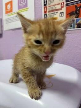 61363027 -  Domestic Short Hair Cat for Adoption in El Paso, Texas - 61363027 | PetCurious