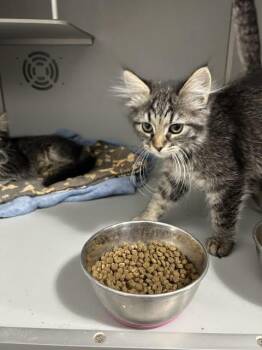 Libby -  Domestic Medium Hair Cat for Adoption in Dayton, Minnesota - Libby | PetCurious