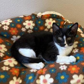 Nibs 54648 -  Domestic Short Hair Cat for Adoption in Las Vegas, Nevada - Nibs 54648 | PetCurious