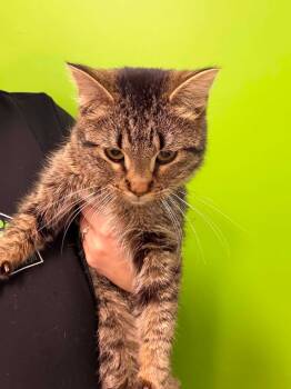 Amandine -  Domestic Short Hair Cat for Adoption in Delson, Quebec - Amandine | PetCurious