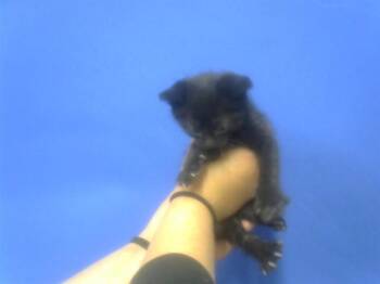 FRODO -  Domestic Short Hair Cat for Adoption in Albuquerque, New Mexico - FRODO | PetCurious