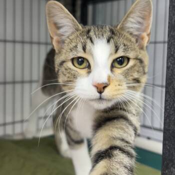 Rescue Domestic Short Hair Cats for Adoption in Ridgely, Maryland - Derpy | PetCurious