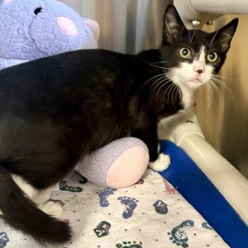 Muncy -  Domestic Short Hair Cat for Adoption in Riverside, California - Muncy | PetCurious
