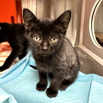 Rescue Domestic Short Hair Cats for Adoption in Houston, Texas - Ethel | PetCurious