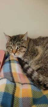2025-175 Matilda -  Domestic Short Hair Cat for Adoption in Windsor, Connecticut - 2025-175 Matilda | PetCurious