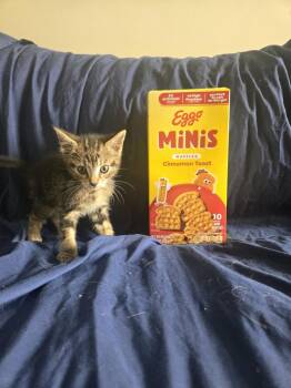 Waffle -  Domestic Short Hair Cat for Adoption in Union Grove, Wisconsin - Waffle | PetCurious