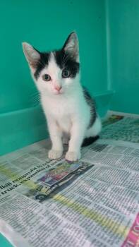 Spunky -  Domestic Short Hair Cat for Adoption in Pine Grove, Pennsylvania - Spunky | PetCurious