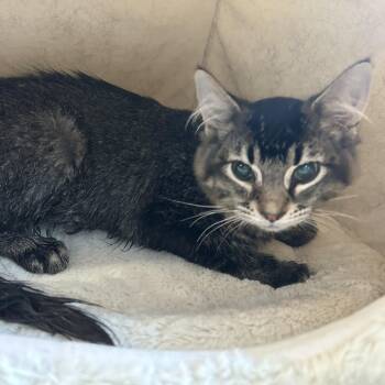 Rescue Domestic Medium Hair and Tabby Cats for Adoption in Fennville, Michigan - Hawaii | PetCurious