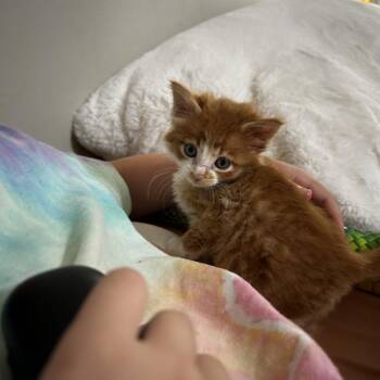 Elton John -  Domestic Short Hair Cat for Adoption in Wichita, Kansas - Elton John | PetCurious