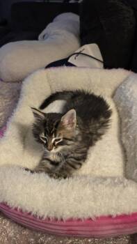 Cotton -  Domestic Long Hair Cat for Adoption - Cotton | PetCurious