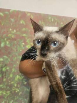 Whisper -  Siamese and Domestic Short Hair Cat for Adoption in San Antonio, Texas - Whisper | PetCurious