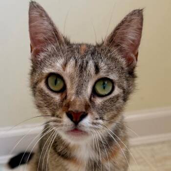 Domestic Short Hair Cats Available for Adoption in Newark, New Jersey - Paz | PetCurious
