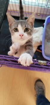 Zoe -  Tabby and Domestic Short Hair Cat for Adoption in Montour Falls, New York - Zoe | PetCurious