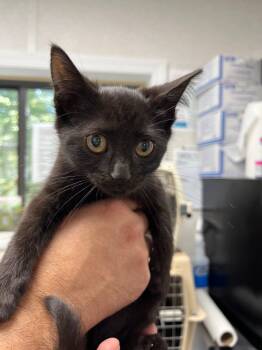 Rescue Domestic Short Hair Cats for Adoption in Pomona, New York - Nancy Wheeler | PetCurious