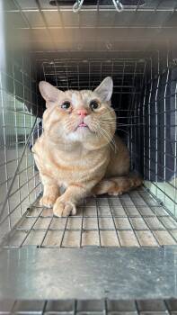 Malamova Feral 2 -  Domestic Short Hair Cat for Adoption in New Braunfels, Texas - Malamova Feral 2 | PetCurious