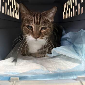 Fried Chicken -  Tabby Cat for Adoption in Columbia, South Carolina - Fried Chicken | PetCurious