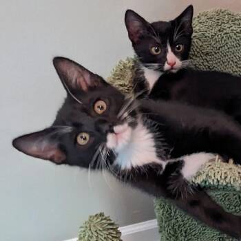 Rescue Domestic Short Hair Cats for Adoption in Nashville, Tennessee - Samson + Frank (bonded Pair) | PetCurious