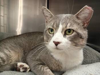 Baloo -  Domestic Short Hair Cat for Adoption in Augusta, Georgia - Baloo | PetCurious