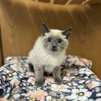Rescue Siamese and Domestic Short Hair Cats for Adoption in Fargo, North Dakota - Merganser--In Foster***ADOPTION PENDING*** | PetCurious