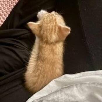 Domestic Short Hair Cats Available for Adoption in Austin, Texas - Frink 7 | PetCurious