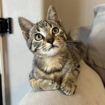 Rescue Domestic Short Hair Cats for Adoption in Springfield, Missouri - Jasper | PetCurious