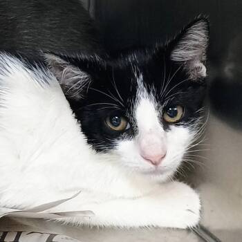 Pursula -  Domestic Short Hair Cat for Adoption in Palestine, Texas - Pursula | PetCurious
