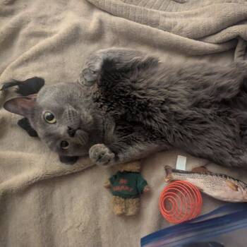 Keblex -  Domestic Short Hair Cat for Adoption in Lakewood, Colorado - Keblex | PetCurious