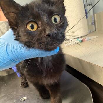 Wii -  Domestic Short Hair Cat for Adoption in Oak Park, Illinois - Wii | PetCurious