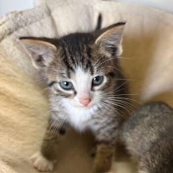 Mushu -  Domestic Short Hair Cat Available for Adoption in Crookston, Minnesota - Mushu | PetCurious