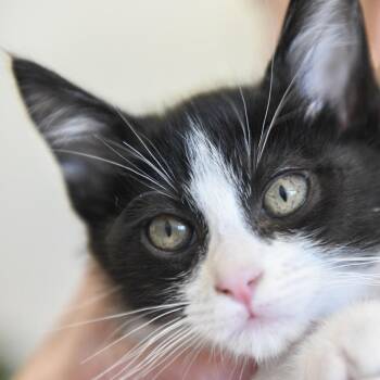 Domestic Short Hair Cats Available for Adoption in Redwood City, California - Terry (orange Collar) | PetCurious
