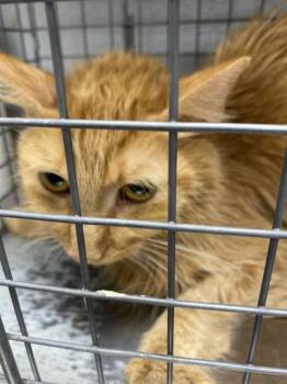HELENA -  Domestic Medium Hair Cat for Adoption in Las Vegas, Nevada - HELENA | PetCurious