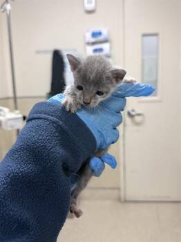 KIKO -  Domestic Short Hair Cat for Adoption in Riverside, California - KIKO | PetCurious