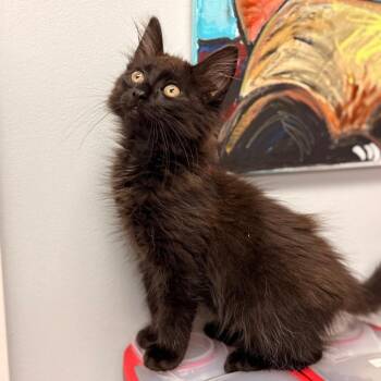 Gooey -  Domestic Long Hair Cat for Adoption in Cumming, Georgia - Gooey | PetCurious