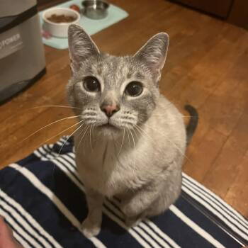 Brioche -  Siamese Cat for Adoption in New Berlin, Wisconsin - Brioche | PetCurious