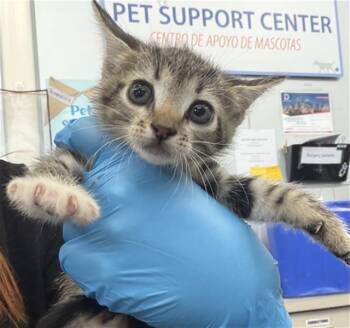 WAFFLES -  Domestic Short Hair Cat for Adoption in Dallas, Texas - WAFFLES | PetCurious