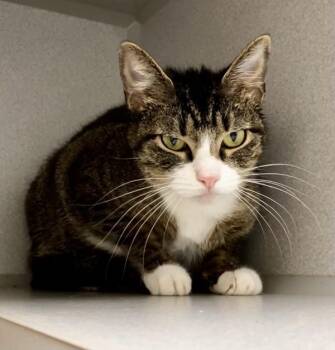 Domestic Short Hair Cats Available for Adoption - Pixie | PetCurious