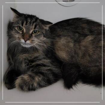 Aggie -  Domestic Long Hair Cat for Adoption in Dearborn, Michigan - Aggie | PetCurious